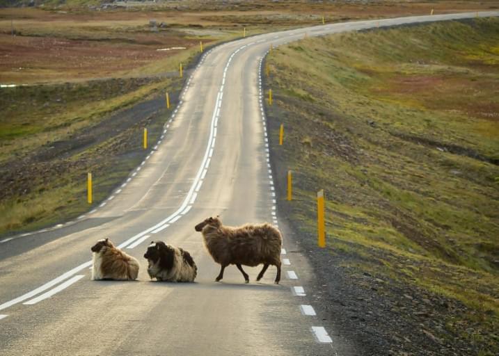 Follow the ring, iceland Photo 1